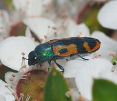 Castiarina scalaris