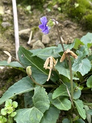 Viola inconspicua nagasakiensis