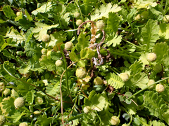 Leptinella potentillina