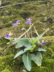 Viola inconspicua nagasakiensis