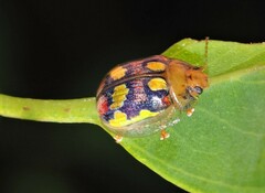 Paropsisterna gloriosa