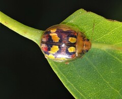 Paropsisterna gloriosa