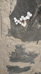 Ptyodactylus