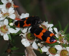 Castiarina bremei