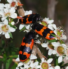 Castiarina bremei