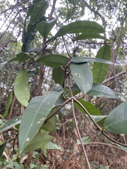 Anodendron benthamianum