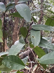 Anodendron benthamianum