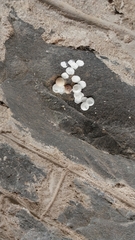 Ptyodactylus