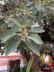 Ficus petiolaris palmeri