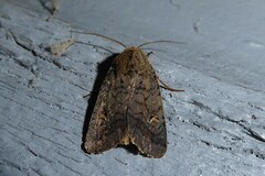 Proteuxoa tetronycha