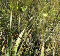 Ursinia trifida