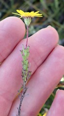 Ursinia trifida