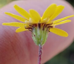 Ursinia trifida