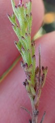 Ursinia trifida