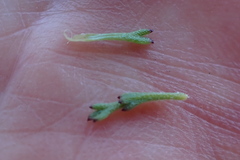 Ursinia trifida