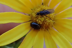 Mythicomyiidae