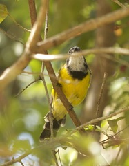 Pachycephala pectoralis