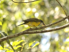 Pachycephala pectoralis
