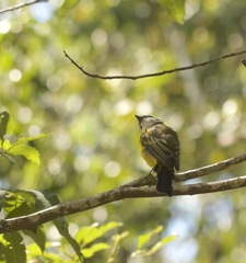 Pachycephala pectoralis