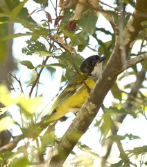 Pachycephala pectoralis