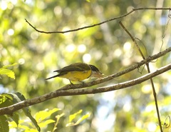 Pachycephala pectoralis