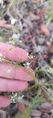 Platysace linearifolia