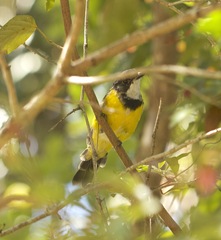 Pachycephala pectoralis
