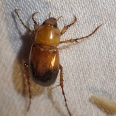 Phyllotocus macleayi