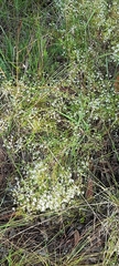 Platysace linearifolia