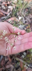 Platysace linearifolia