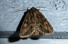 Ichneutica mutans