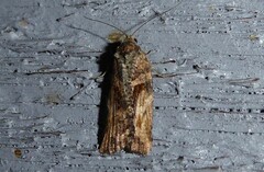 Harmologa scoliastis