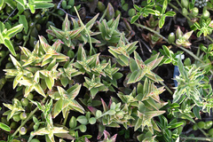 Crassula capitella thyrsiflora