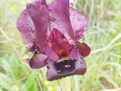 Iris atropurpurea
