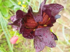 Iris atropurpurea