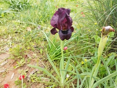 Iris atropurpurea