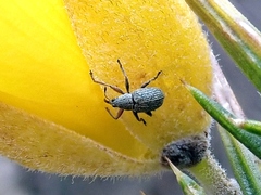 Exapion ulicis