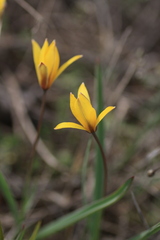 Tulipa sylvestris australis