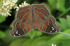 Junonia natalica