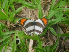 Colotis euippe omphale