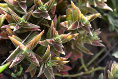 Crassula capitella thyrsiflora