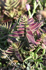 Crassula capitella thyrsiflora