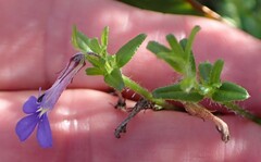 Lobelia neglecta