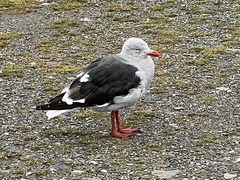 Leucophaeus scoresbii