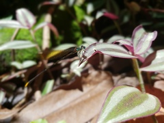 Allocnemis leucosticta