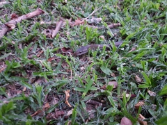 Lycodonomorphus inornatus