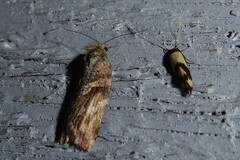 Harmologa scoliastis