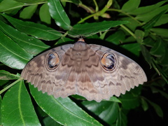 Erebus walkeri