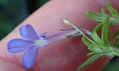 Lobelia neglecta