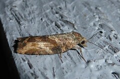 Harmologa scoliastis